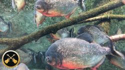👁 – Piranhas | Bassline – 👁 No name !